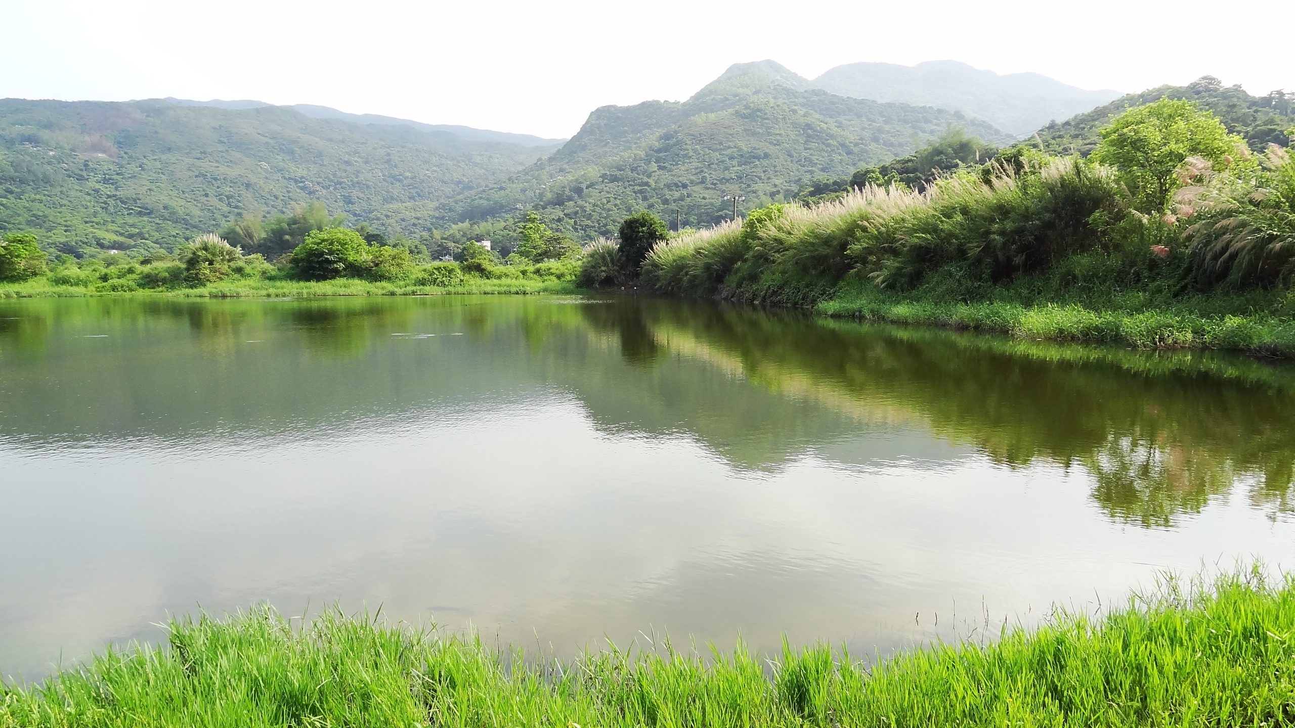南涌，漁塘碧澄草木青葱