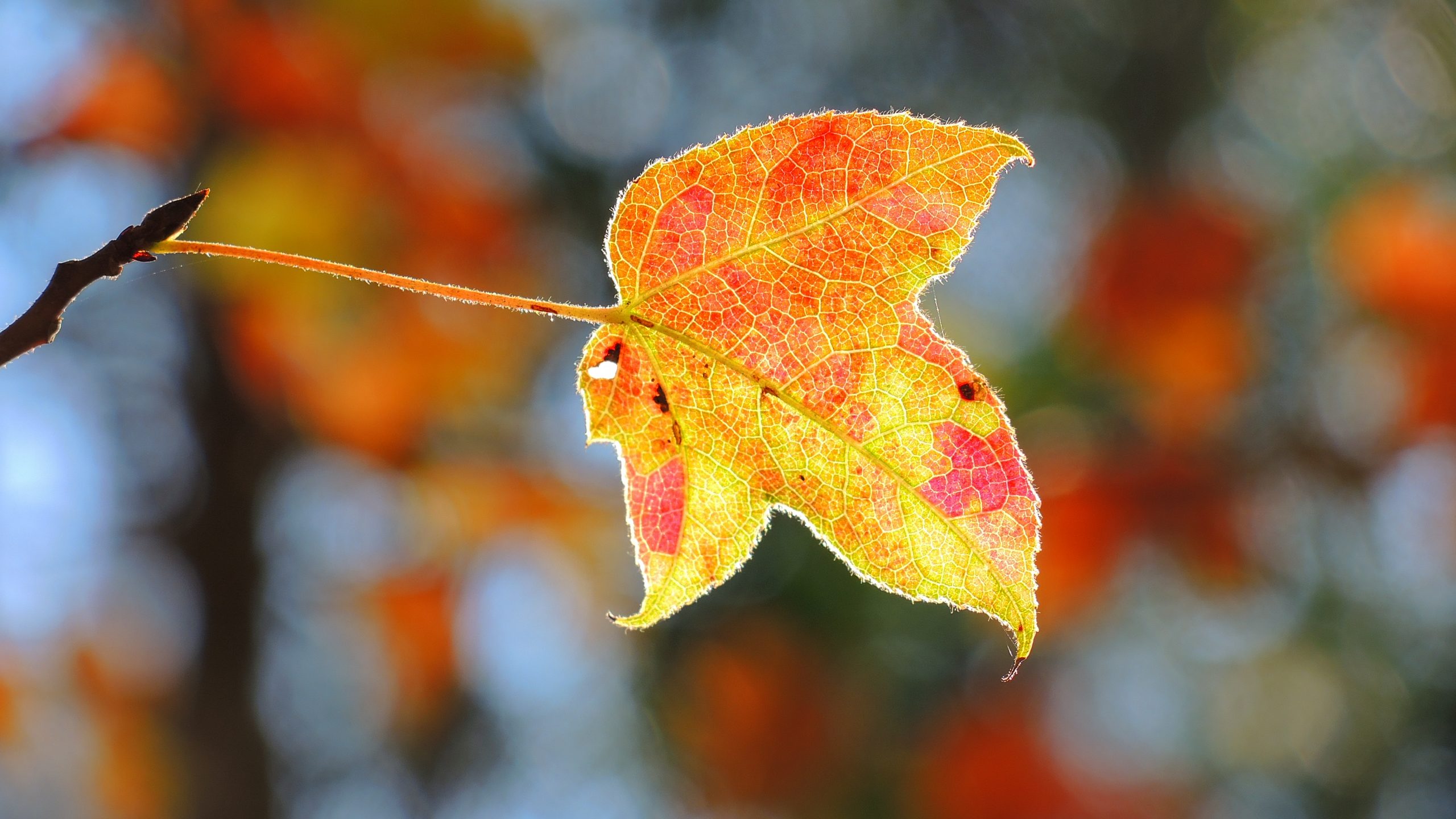 大棠紅葉旅遊攝影